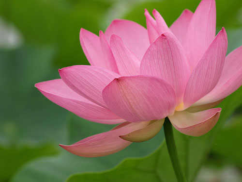 symbolbuddhismpinklotusflower